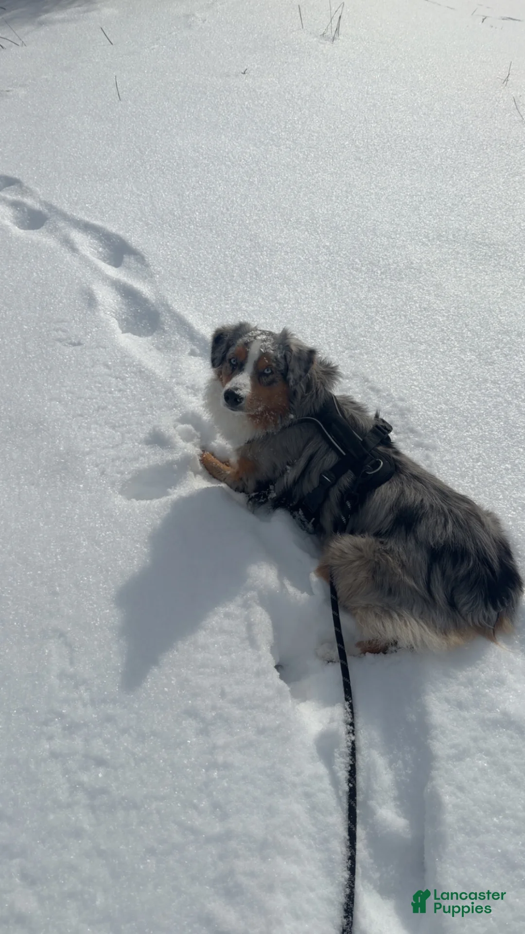 Australian Shepherd dogs for sale: Willie  - Ad 5