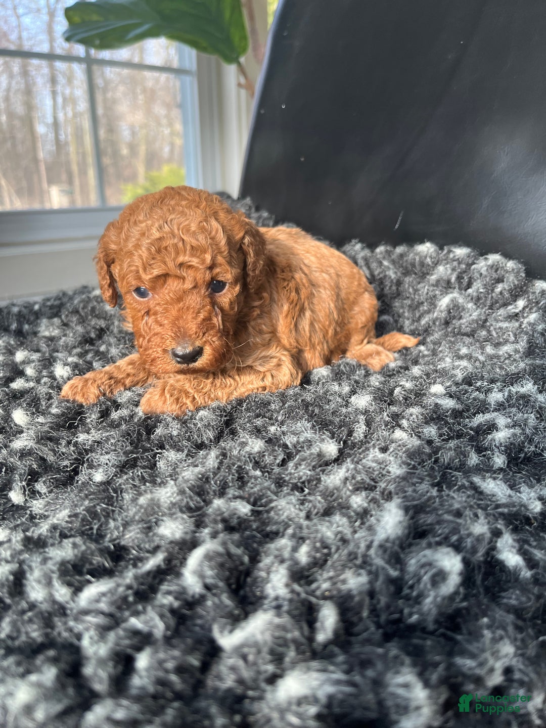 Mini Goldendoodle dogs for sale: Indy-micro - Ad 8