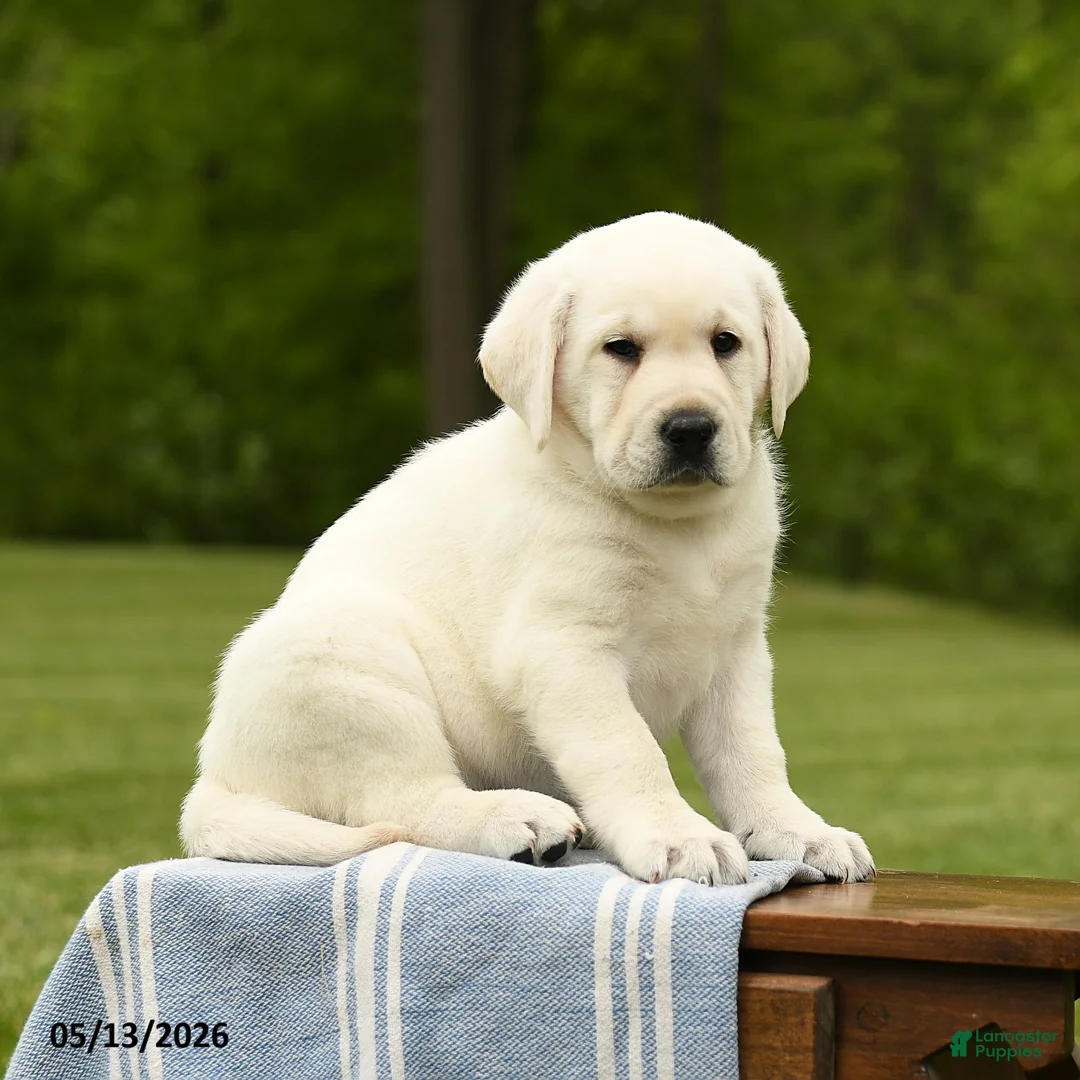 Labrador Retriever dogs for sale: Sheldon - Ad 5