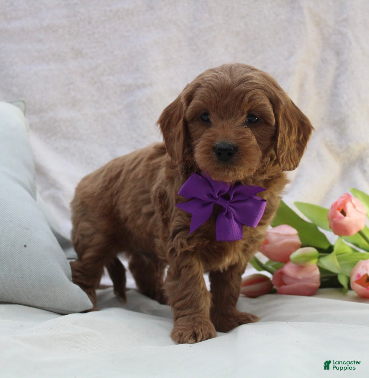 Mini Goldendoodle dogs Ralphy - Ad 2
