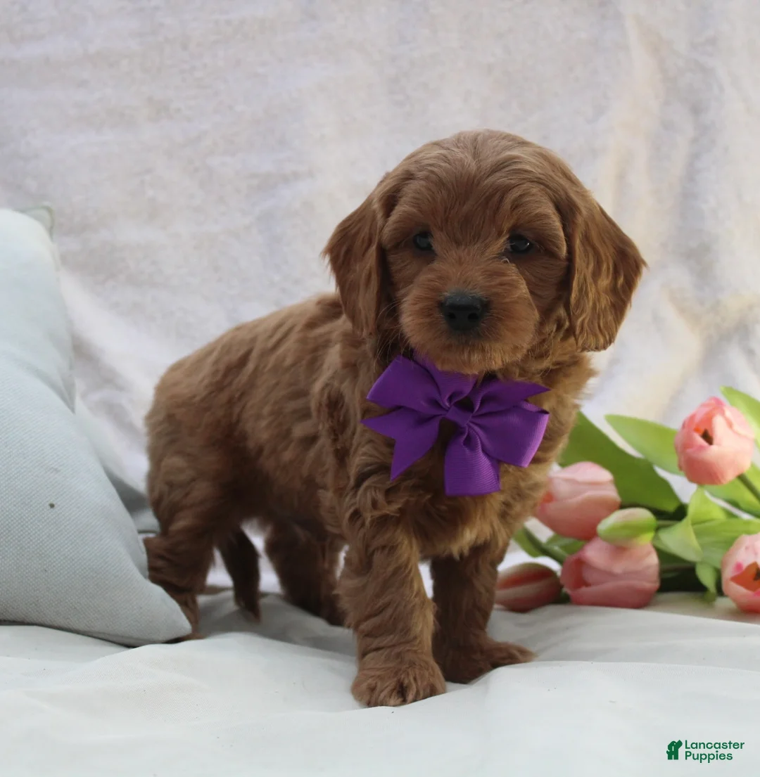 Mini Goldendoodle dogs for sale: Ralphy - Ad 2