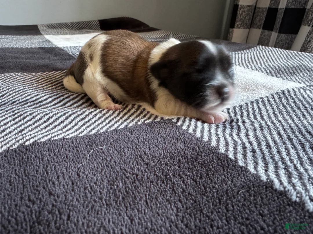 Shihpoo dogs for sale: Shihpoo Puppy 1 - Ad 2