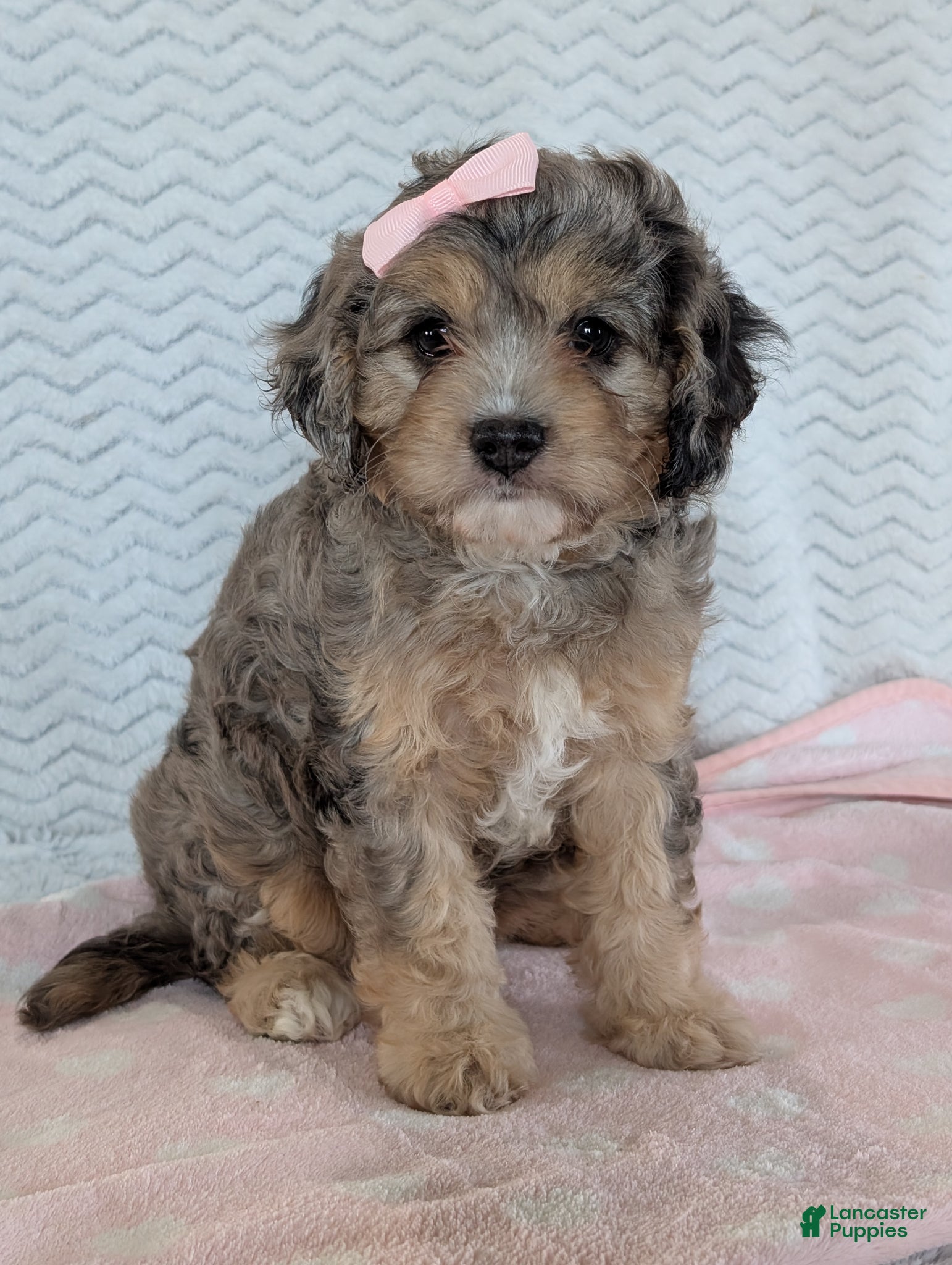 Cavapoo dogs Miss Sadie  - Ad 1