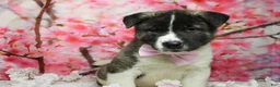 Akita dogs for sale: Jonathon  - Ad 7