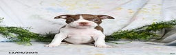 Boston Terrier dogs for sale: Benny - Ad 2