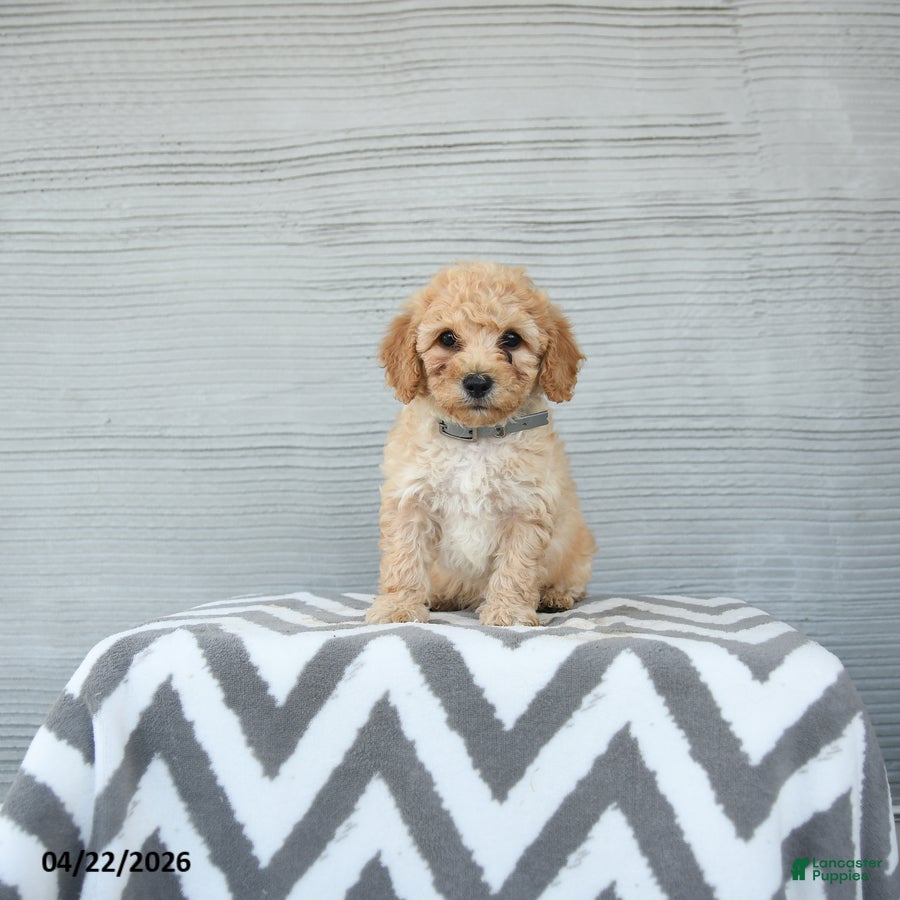 Shihpoo dogs Otis - Ad 1