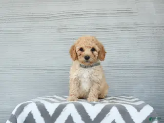 Shihpoo dogs for sale: Otis - Ad 2