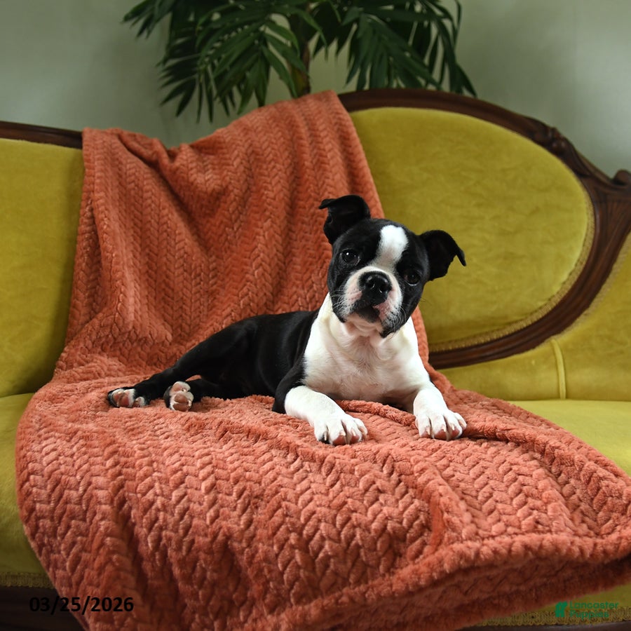 Boston Terrier dogs Roscoe - Ad 2