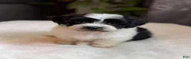 Gus