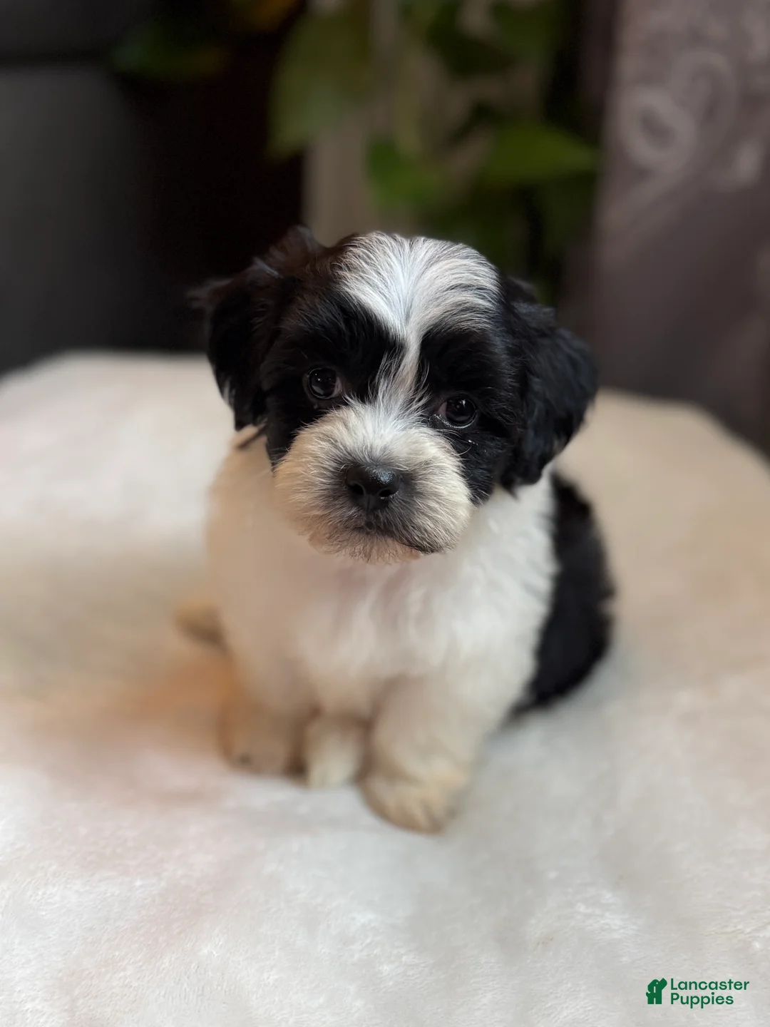 Teddy Bear dogs for sale: Gus - Ad 1