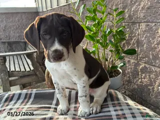 German Shorthaired Pointer dogs for sale: Tony - Ad 2