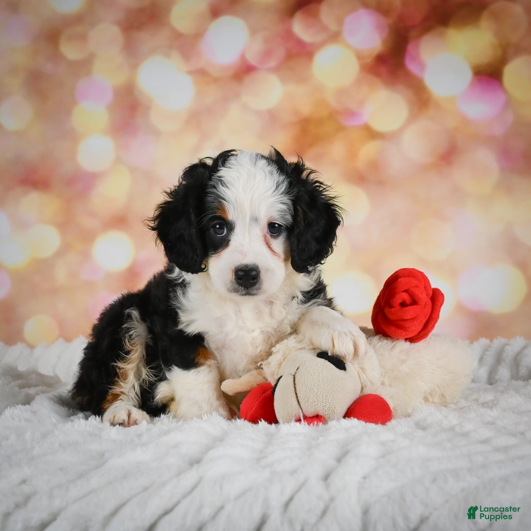 Mini Bernedoodle dogs Mim - Ad 2