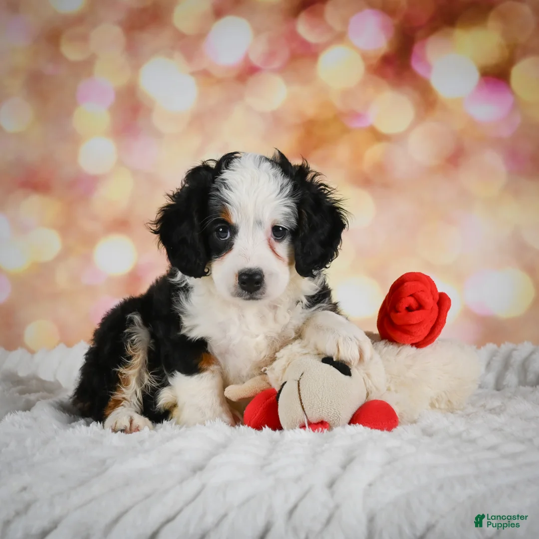 Mini Bernedoodle dogs for sale: Mim - Ad 2