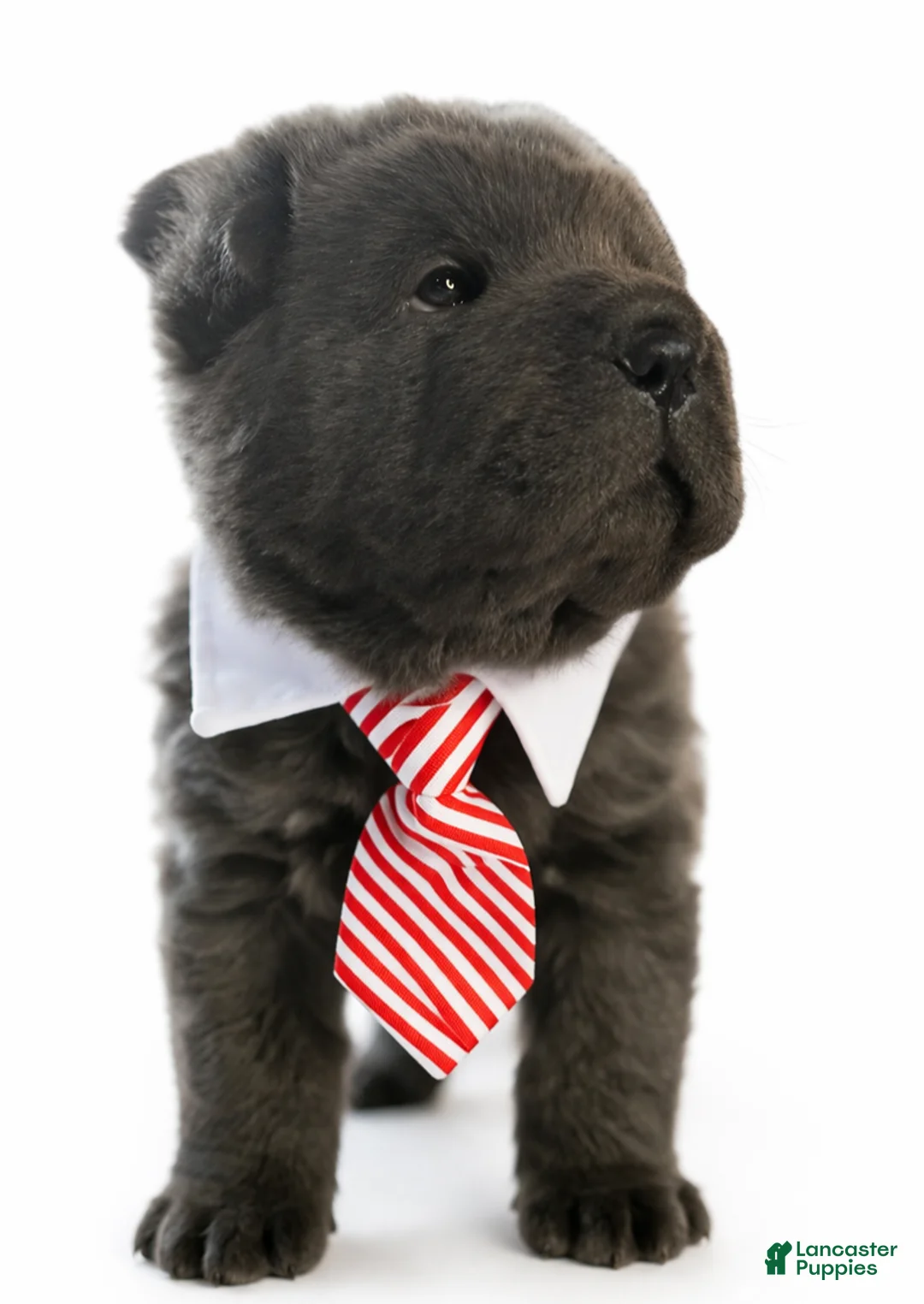 Shar Pei dogs for sale: Wyatt - Ad 2