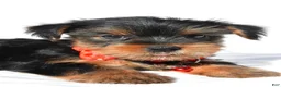 Yorkshire Terrier dogs for sale: Jethro - Ad 5