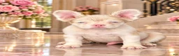 French Bulldog dogs for sale: Pink Prince - Ad 3