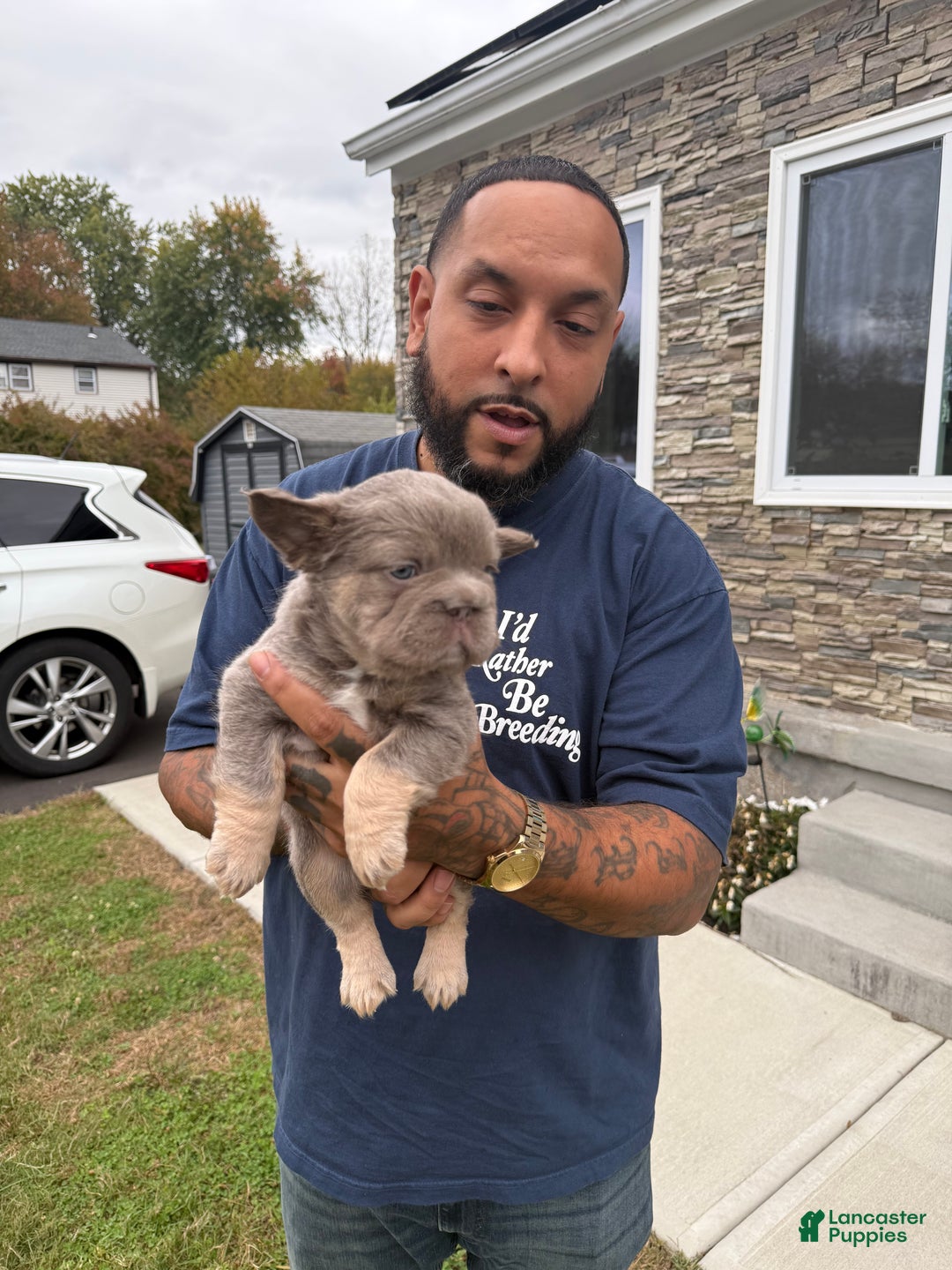 French Bulldog dogs for sale: French Bulldog Isabella  - Ad 2