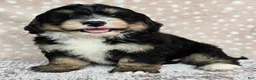 Mini Bernedoodle dogs for sale: Mini Willow - Ad 16