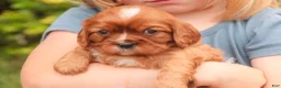 Cavalier King Charles Spaniel dogs for sale: Florie Cavalier King Charles Spaniel  - Ad 7