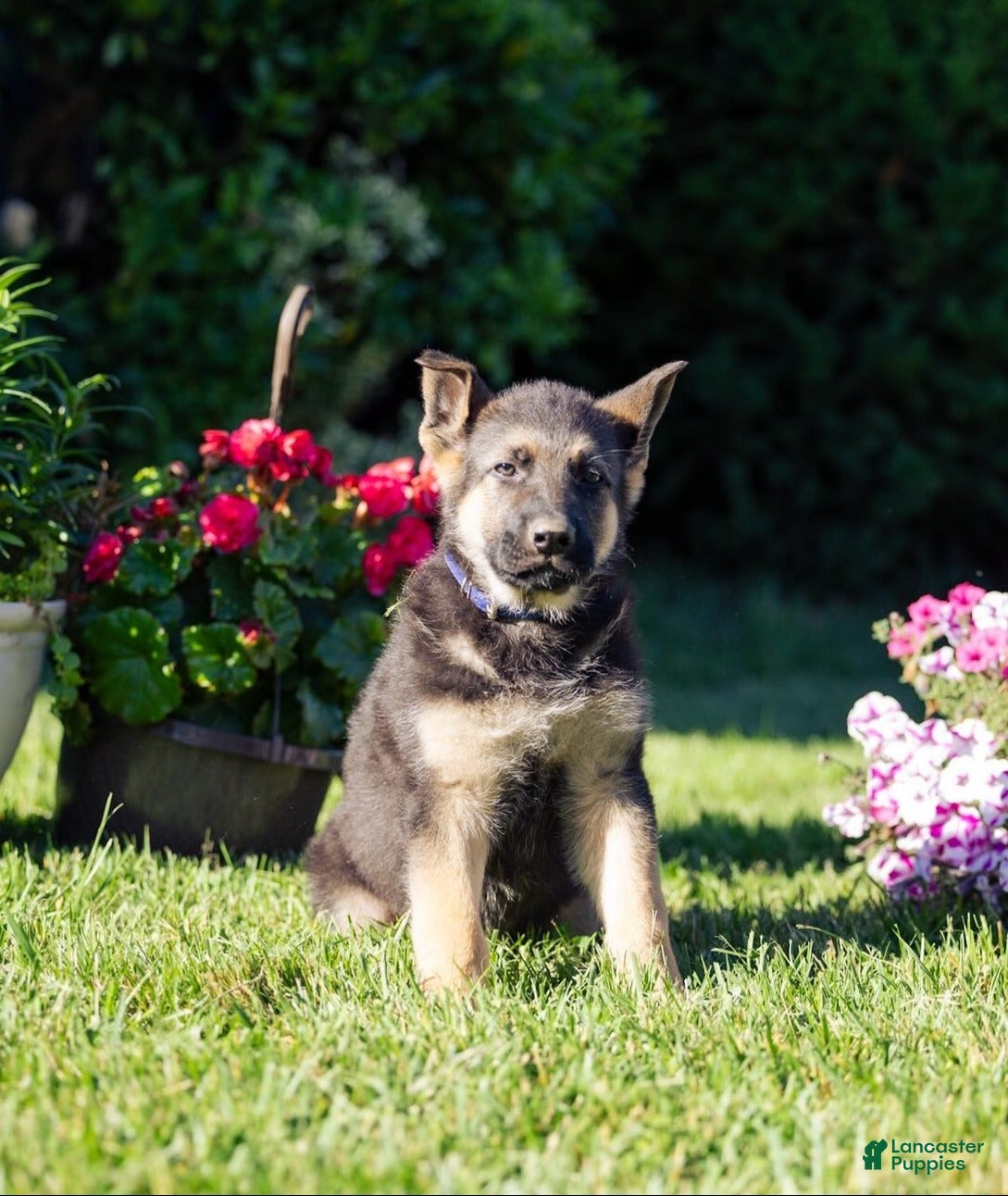 German Shepherd dogs Duke - Ad 1