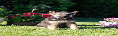 Duke