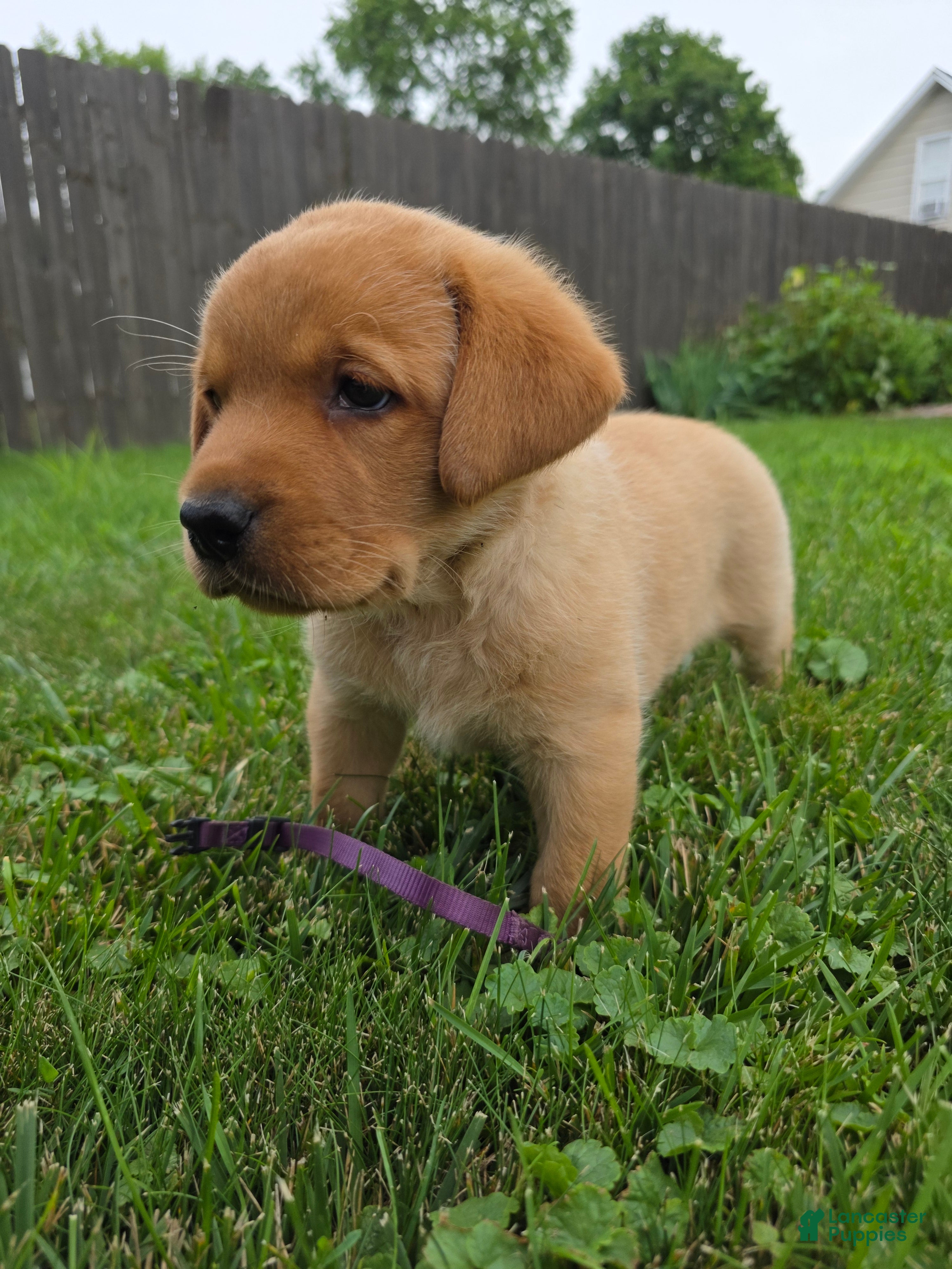 Labrador Retriever dogs Hazel 💜 Fox Red English Lab  - Ad 2
