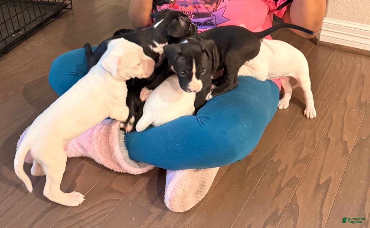 Mixed Breed dogs Mixed Breed Puppy 6 - Ad 28