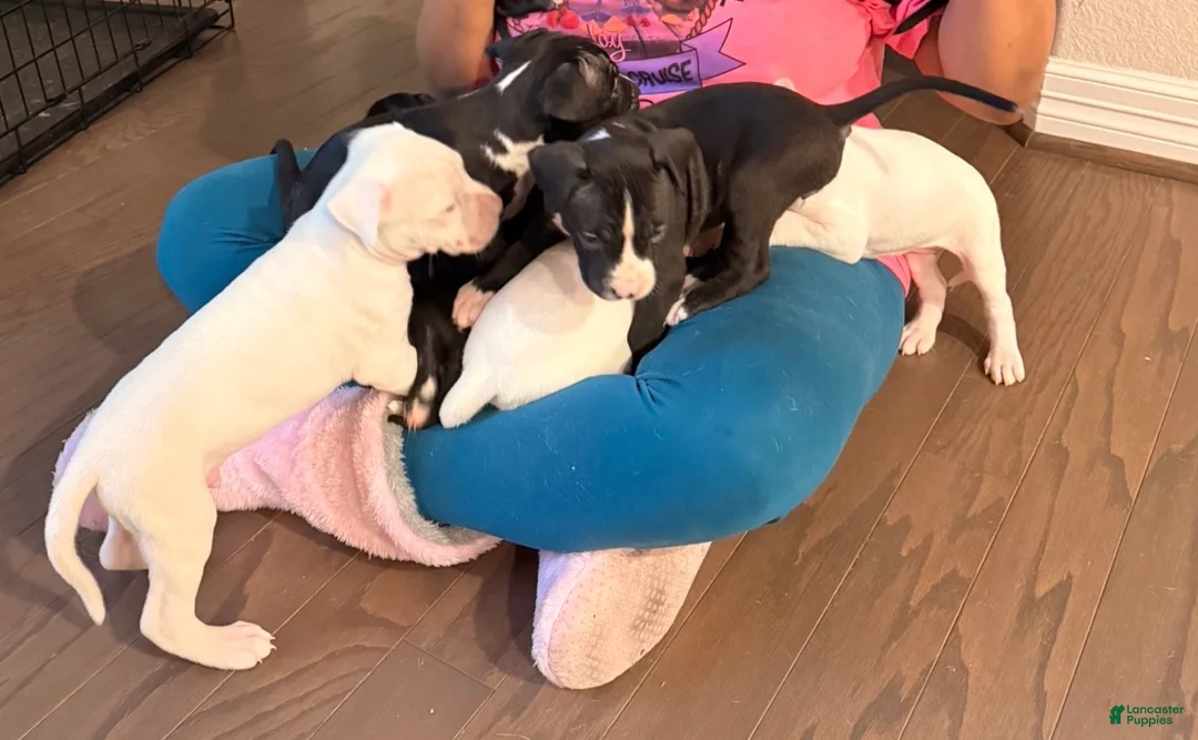Mixed Breed dogs for sale: Mixed Breed Puppy 6 - Ad 1