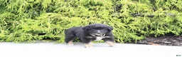 Miniature Australian Shepherd dogs for sale: Arrow - Ad 4
