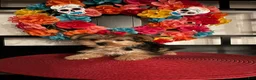 Yorkshire Terrier dogs for sale: Yorkshire Terrier Puppy 2 - Ad 2