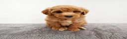 Mini Goldendoodle dogs for sale: Prince   - Ad 4