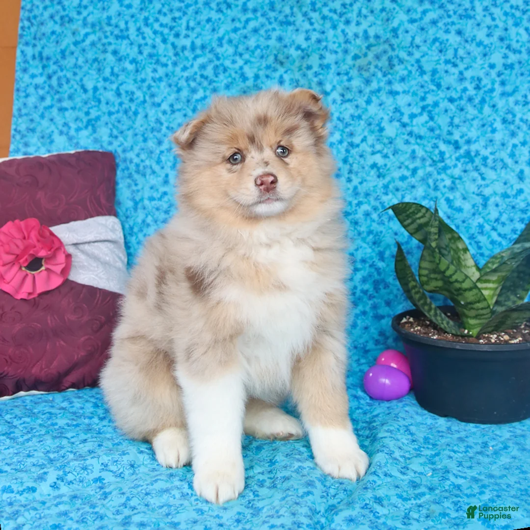 Pomsky dogs for sale: Wren - Ad 5