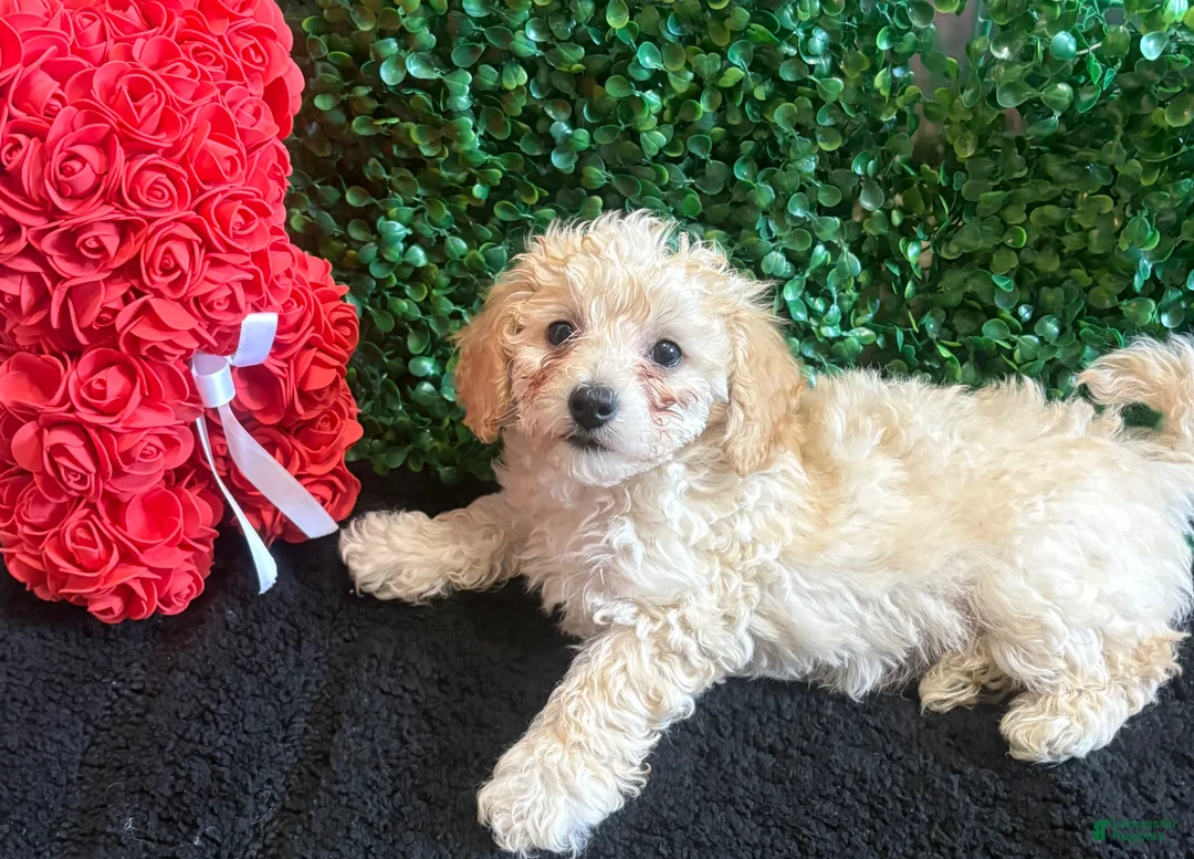 Toy Poodle dogs for sale: Toy Poodle Puppy 2 - Ad 3