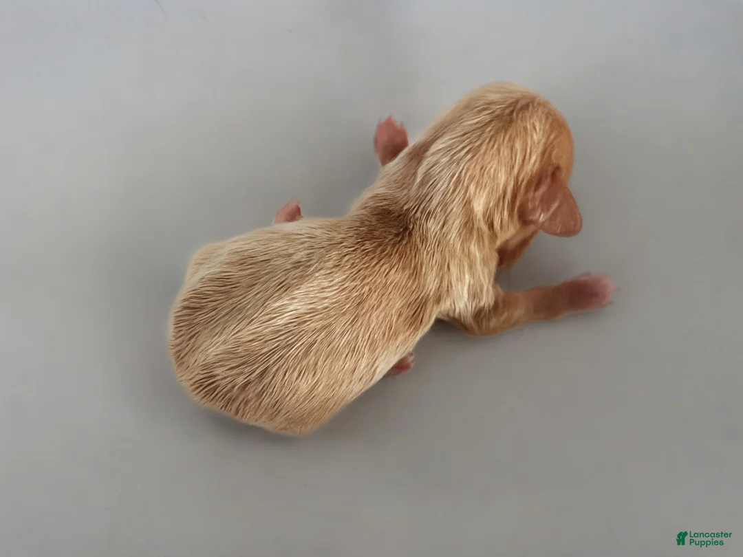 Miniature Dachshund dogs for sale: Blondie-ACA Longhaired Miniature Dachshund-Small Parents (Sire AKC/Embark Tested-PRA clear) - Ad 2