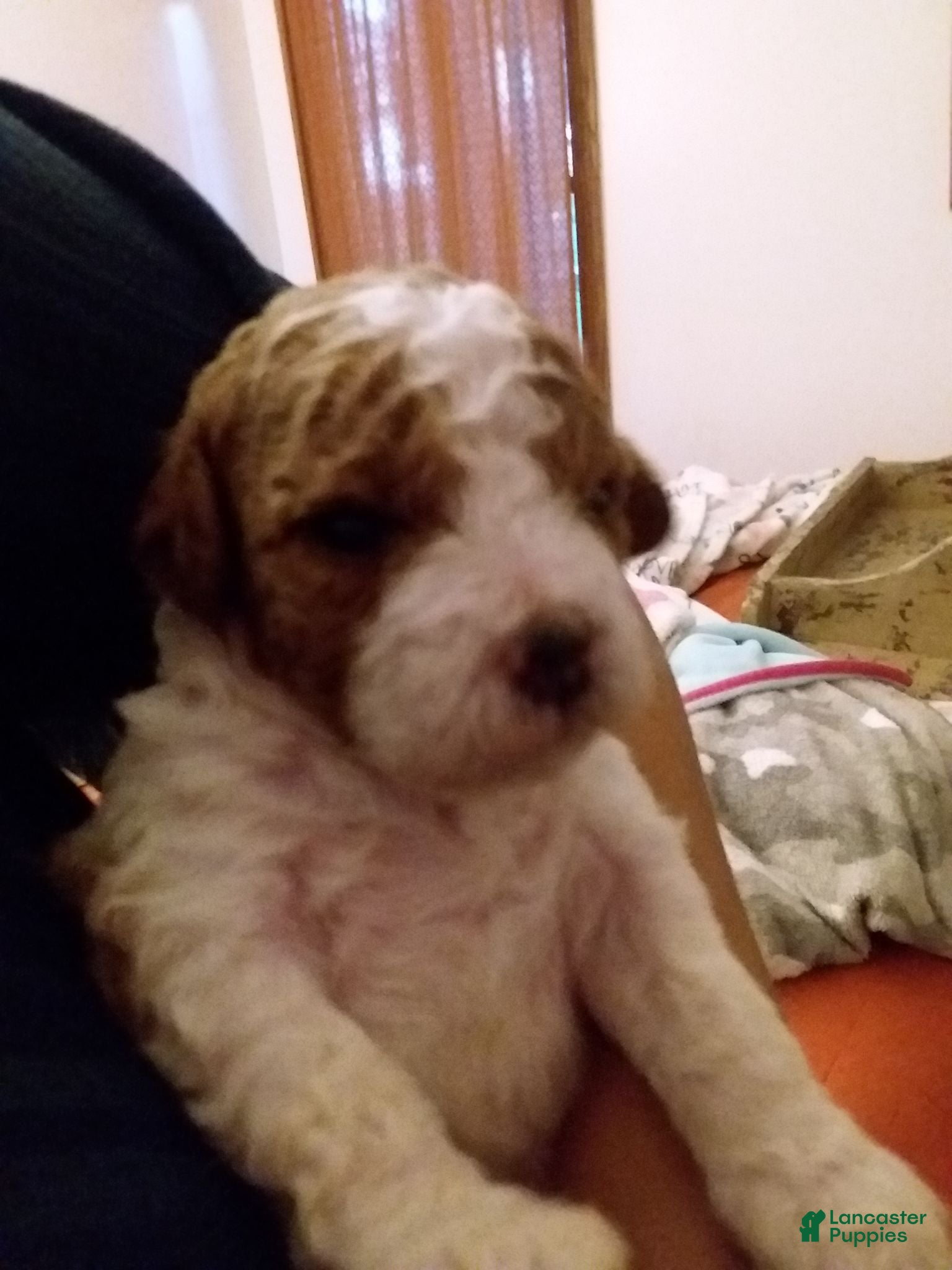 Cavapoo dogs Cavapoo 3 - Ad 2