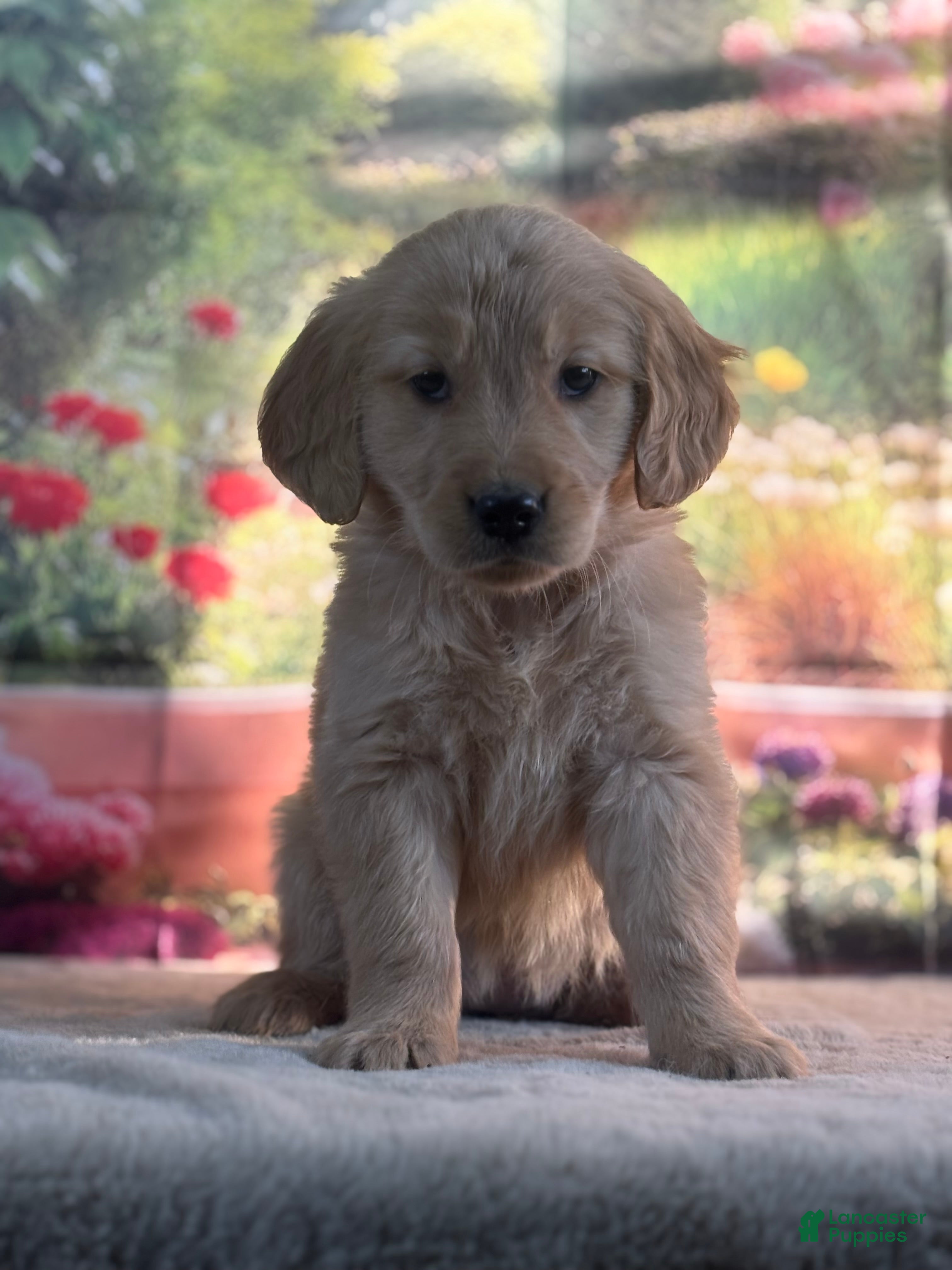 Golden Retriever dogs Nola - Ad 2