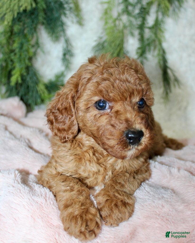 Cavapoo dogs Cavapoo 5 - Ad 19