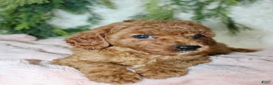 Cavapoo 5