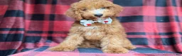 Cockapoo dogs for sale: Peter - Ad 4