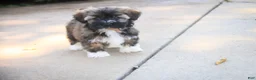 Havanese dogs for sale: Blitz Havanese  - Ad 4