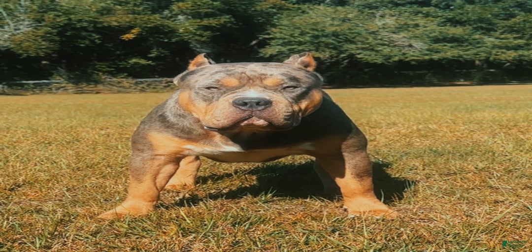 Gallery Image {{count}}