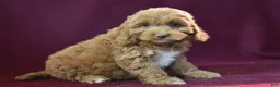 Cockapoo dogs for sale: Jude - Ad 2