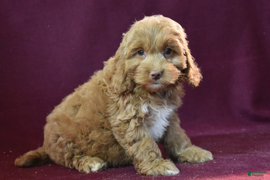 Cockapoo dogs for sale: Jude - Ad 2