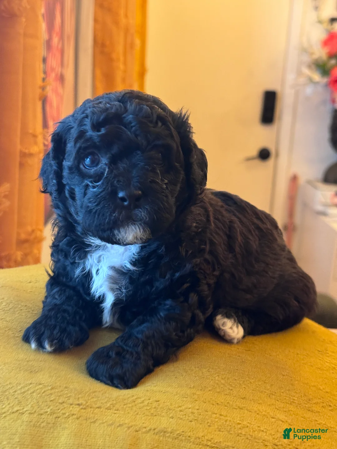 Shihpoo dogs for sale: Matcha - Ad 2