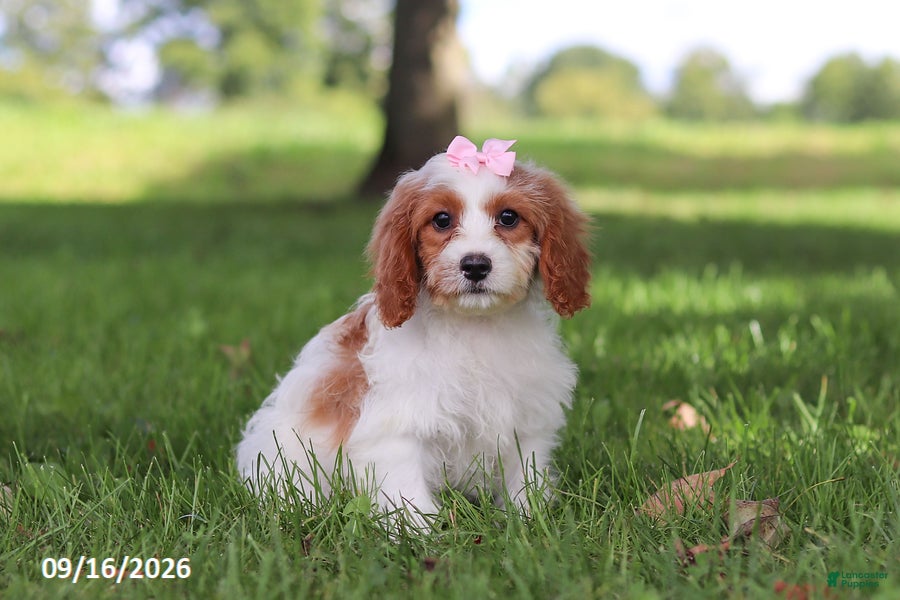 Cavapoochon dogs Hartley - Ad 1