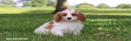 Cavapoochon dogs for sale: Hartley - Ad 1