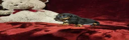Miniature Dachshund dogs for sale: WALKER - Ad 3