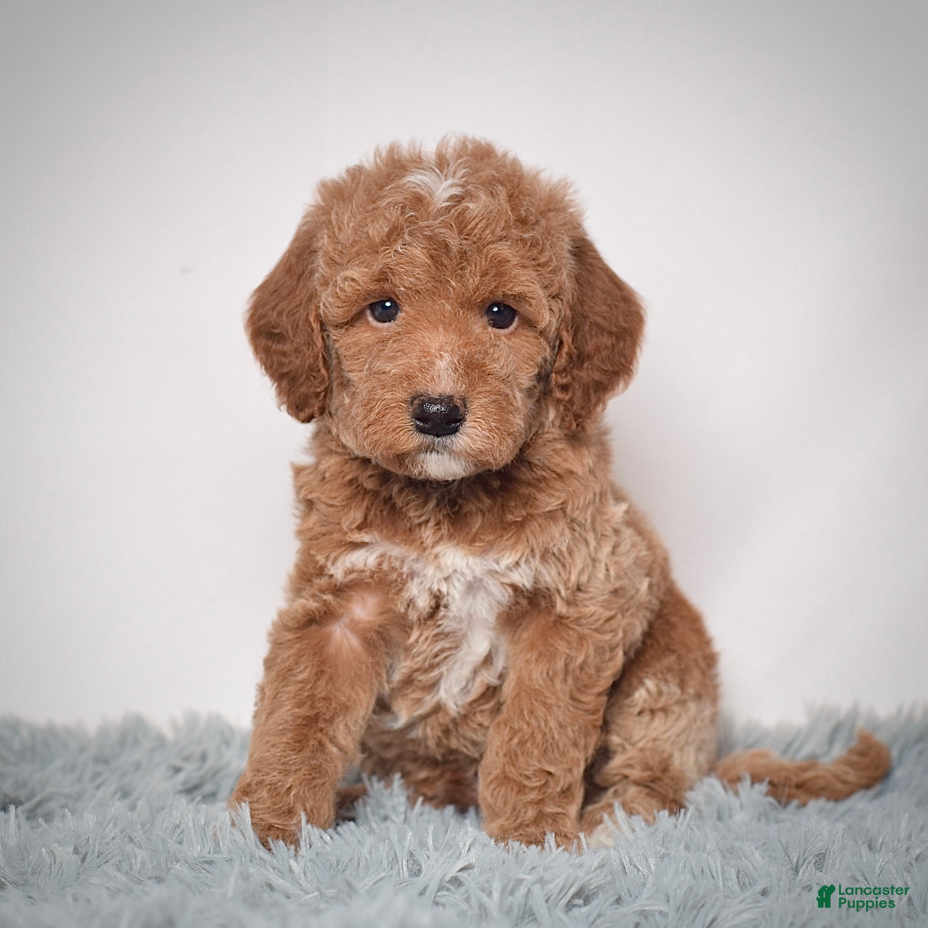 Mini Goldendoodle dogs Mr. Pluto - Ad 23