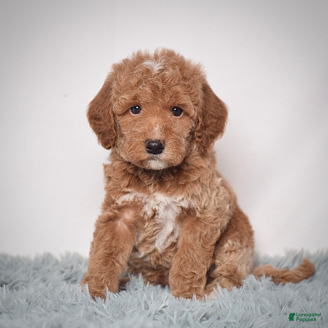 Mini Goldendoodle dogs for sale: Mr. Pluto - Ad 1