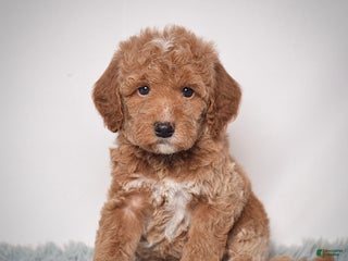 Mini Goldendoodle dogs Mr. Pluto - Ad 3